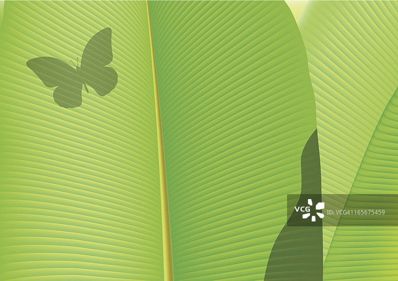 香蕉叶上的蝴蝶图片素材