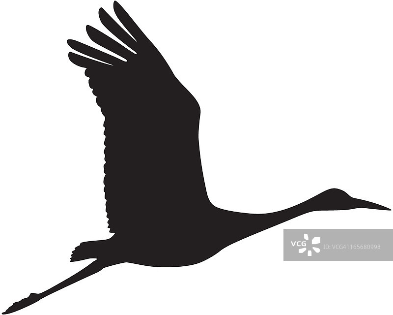 飞行中的美洲鹤轮廓图片素材