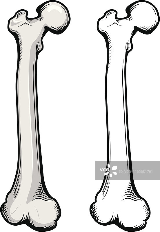 股骨图示图片素材