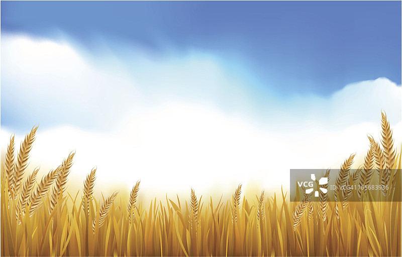 稻田或粮田图片素材