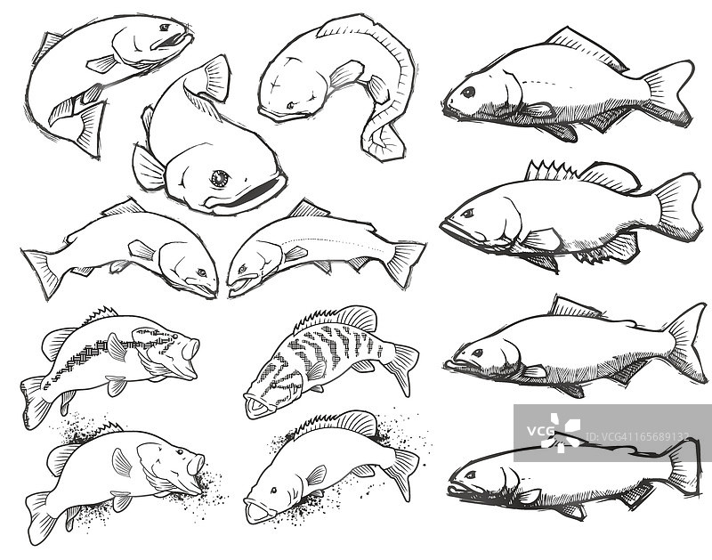 鱼：铅笔素描套装图片素材