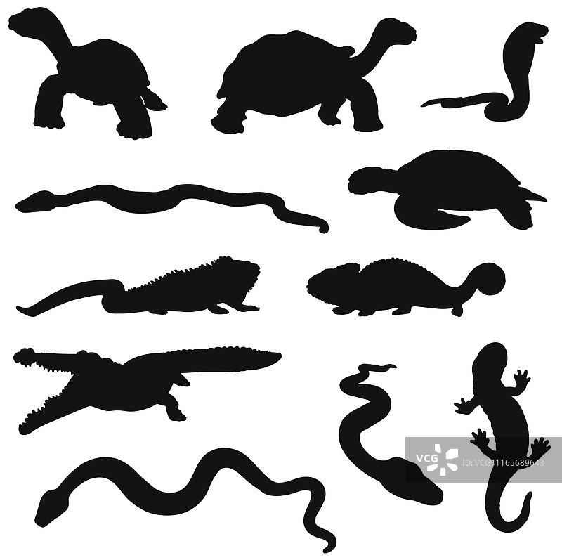 爬行动物剪影合集图片素材