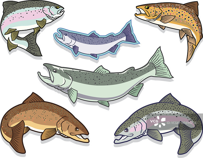 三文鱼和鳟鱼合集图片素材