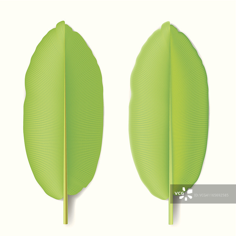 香蕉叶子图片素材