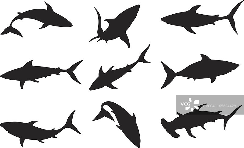 鲨鱼群图片素材
