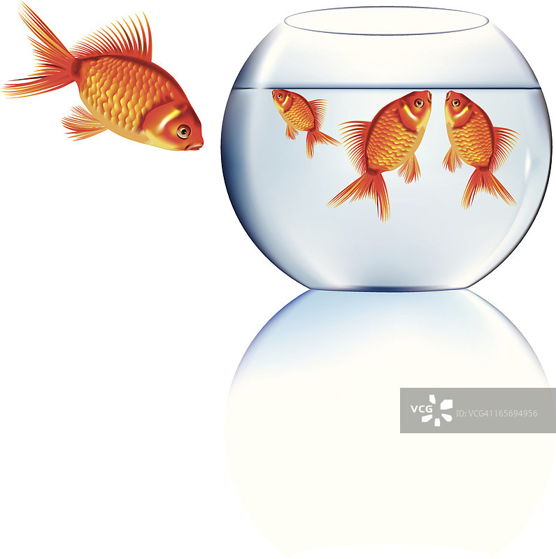 鱼缸内外的金鱼图片素材