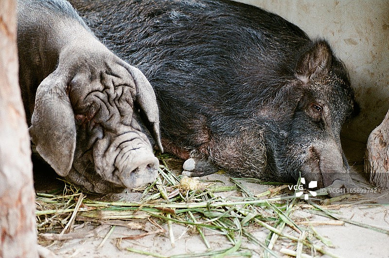 猪图片素材