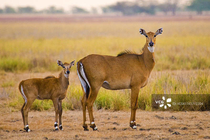 6101-蓝羚与小牛图片素材
