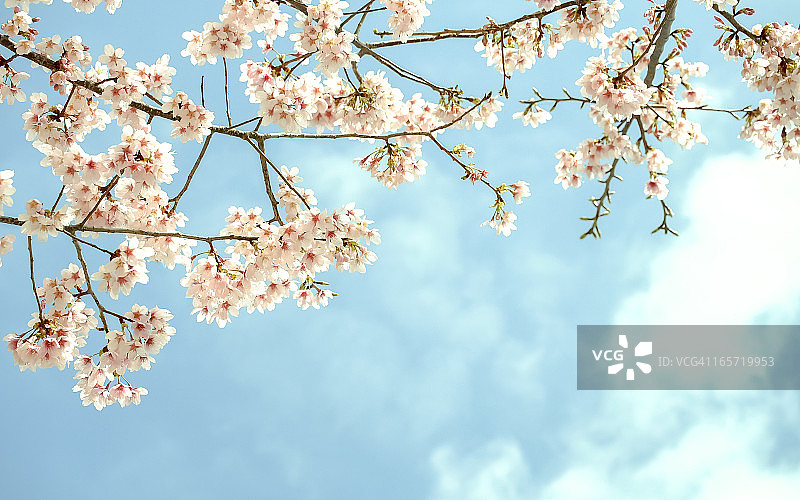 春季天空与樱花图片素材