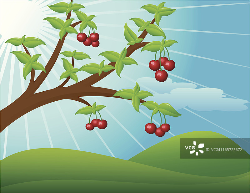 樱花树枝图片素材