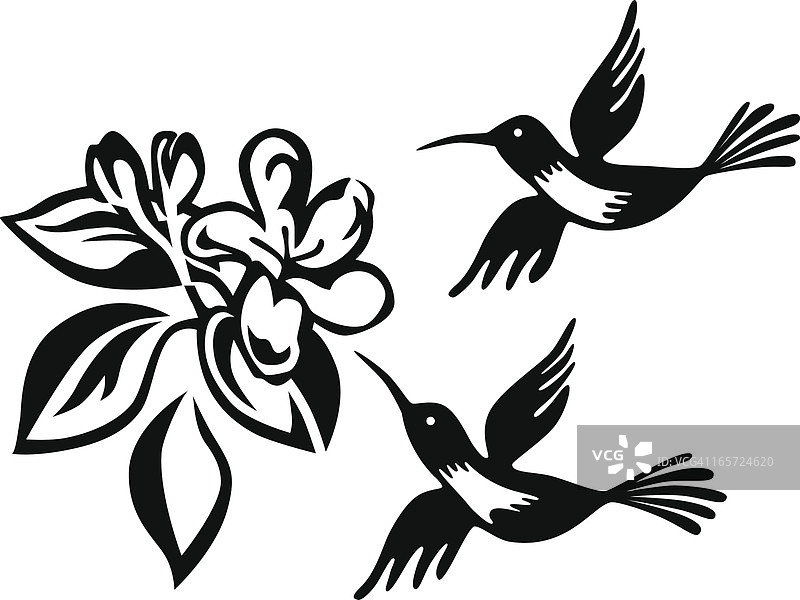 蜂鸟和蜂蜜图片素材