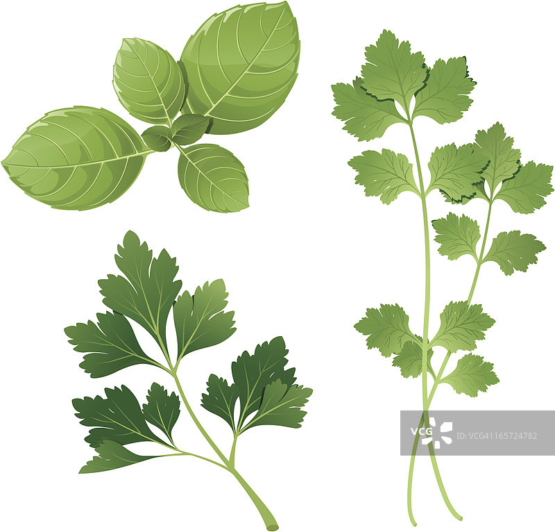 罗勒、欧芹、香菜图片素材