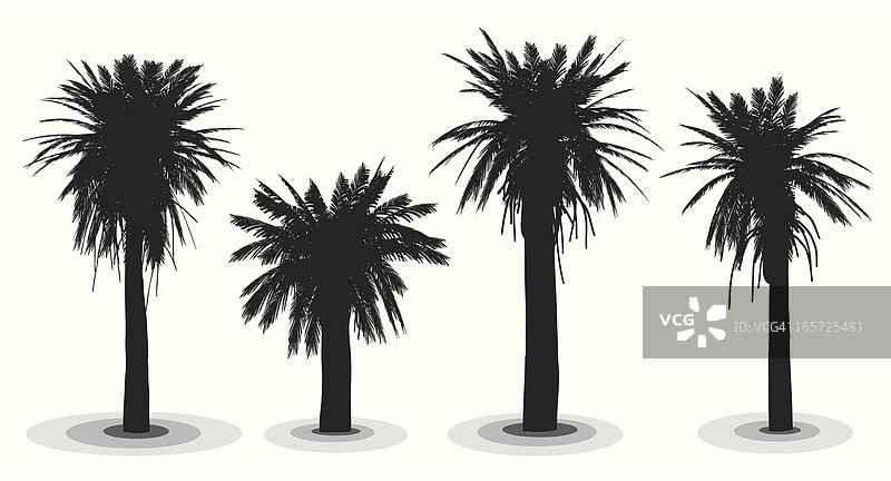 椰枣树图片素材