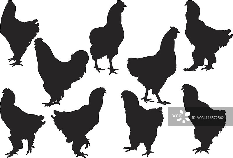 公鸡图案图片素材