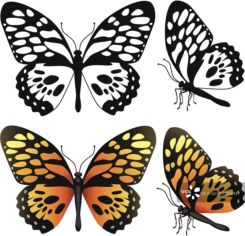 热带蝴蝶图片素材