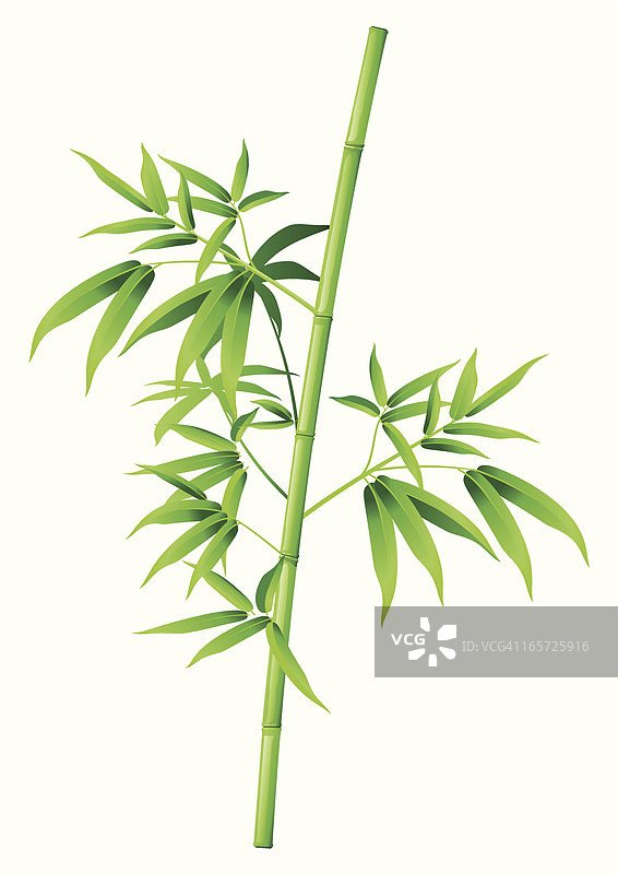 绿色竹子的特写照片图片素材