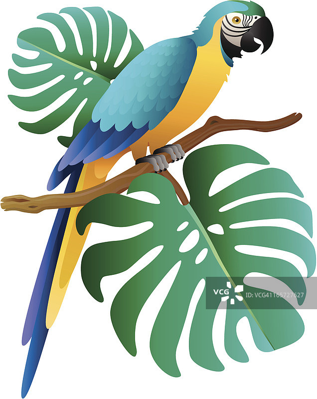 卡通蓝金色金刚鹦鹉与海芋树枝图片素材