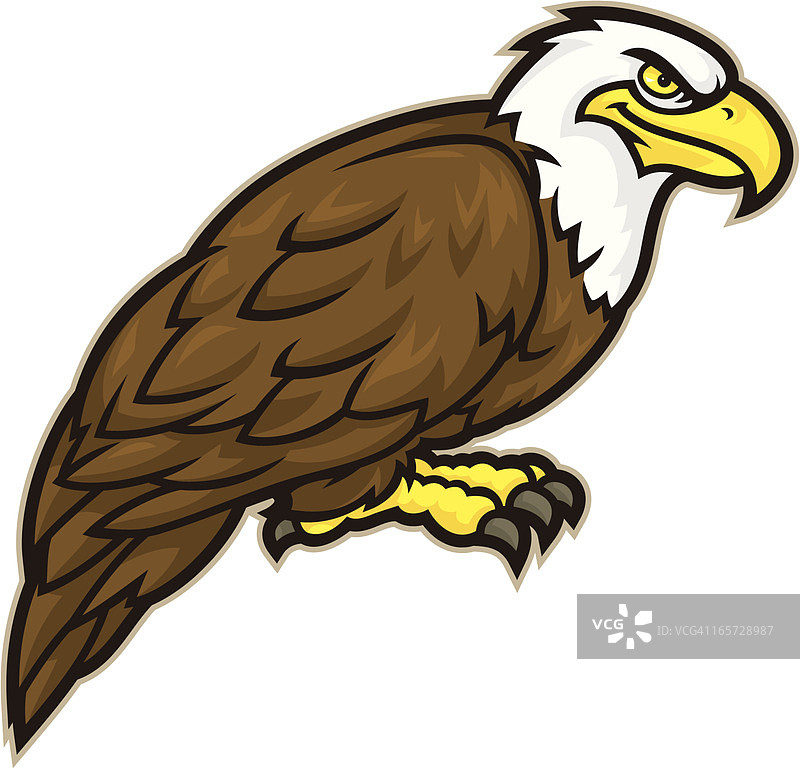 白头海雕图片素材