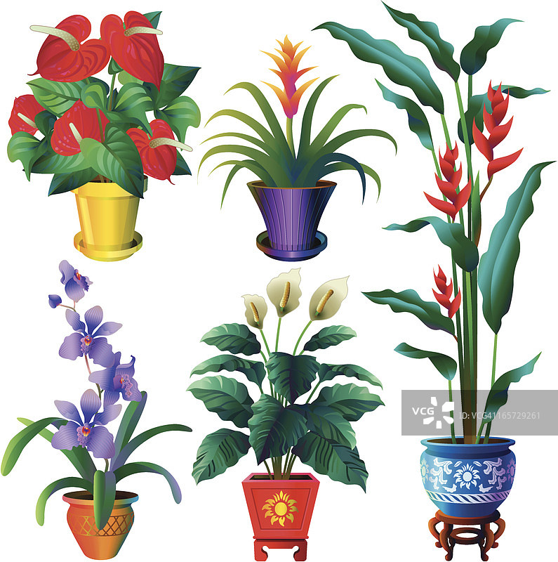 热带室内植物图片素材