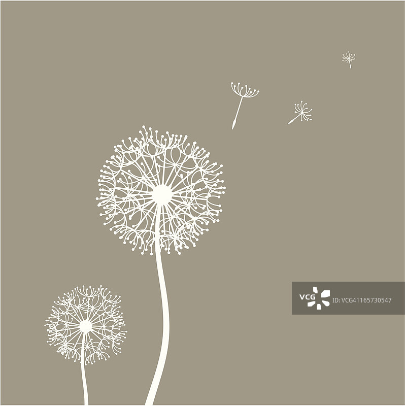 飞舞的蒲公英种子图片素材