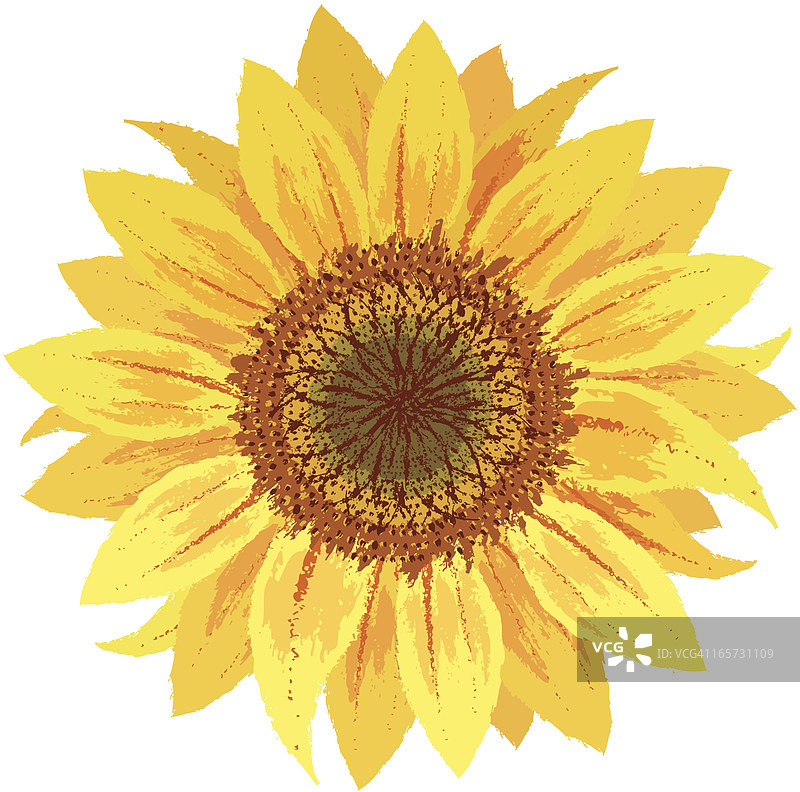 手绘向日葵图片素材