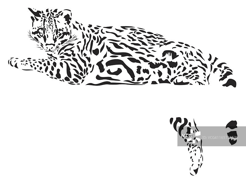 树枝上的黑白美洲豹猫图片素材