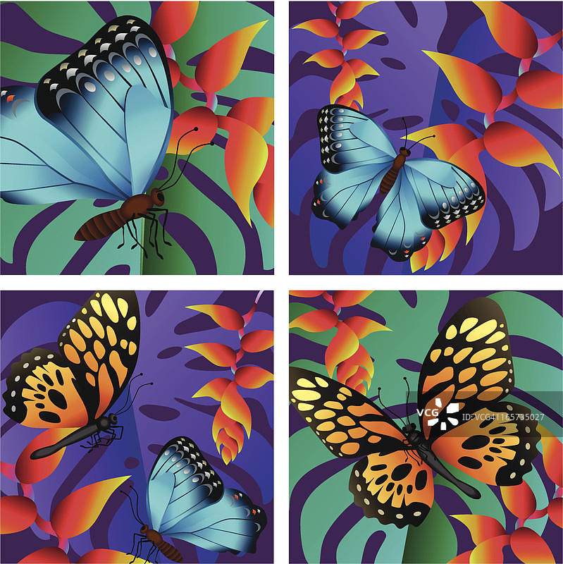 热带蝴蝶图片素材