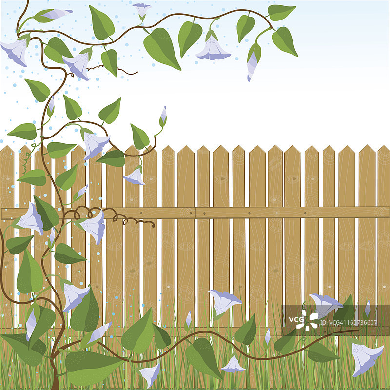 旋花、木栅栏、绿草图片素材