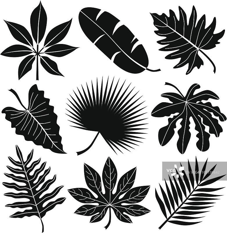 热带树叶图片素材