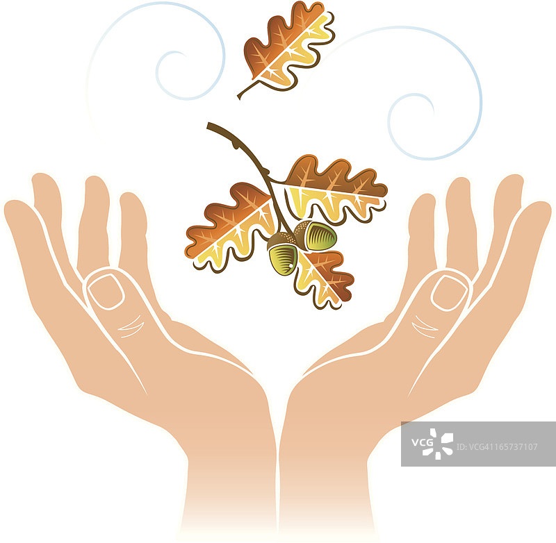 杯状手中的橡树叶图片素材