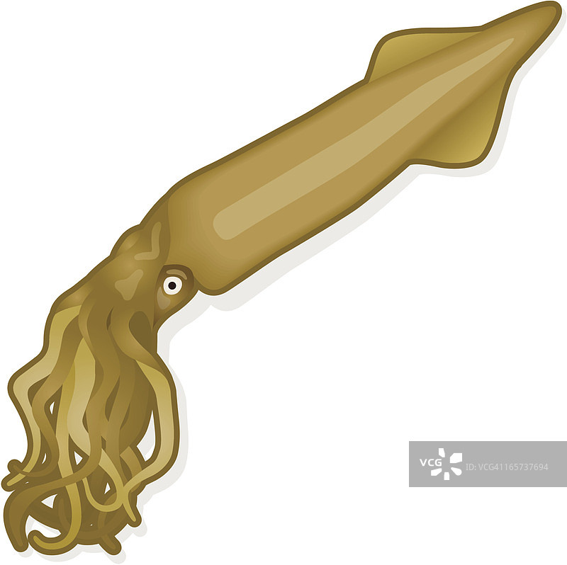 鱿鱼图片素材