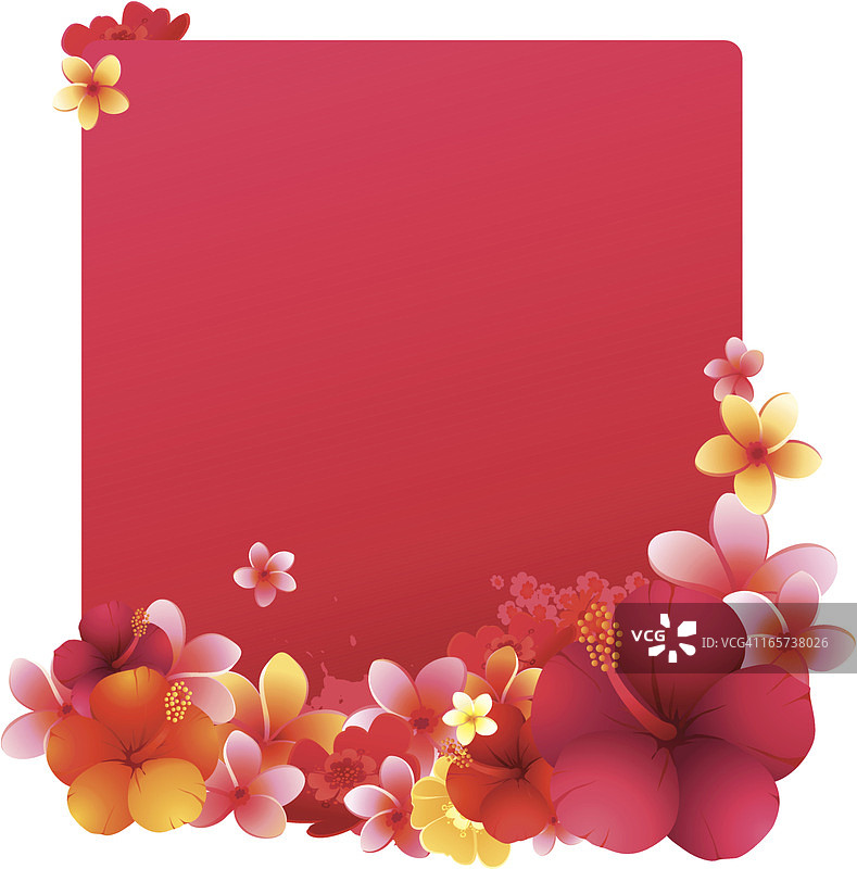 芙蓉花明信片图片素材