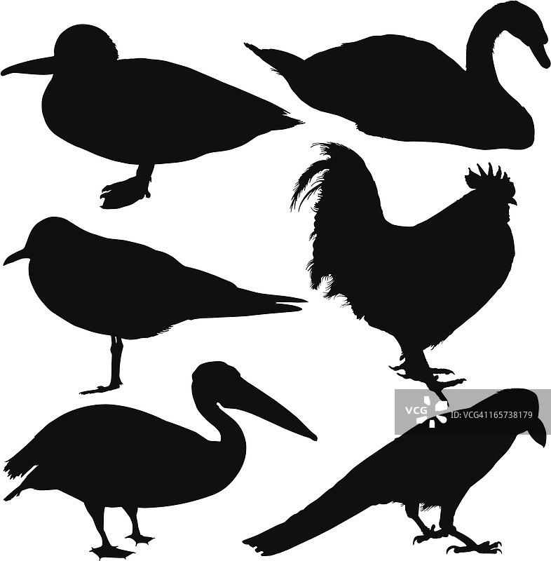 鸟类合集图片素材