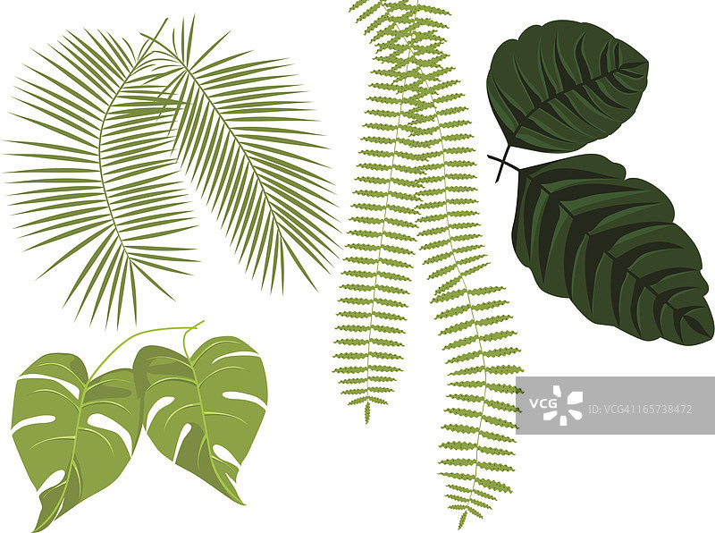 热带植物图片素材