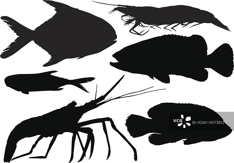 海洋生物收藏图片素材