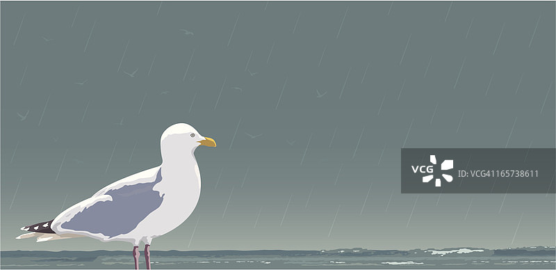 海鸥与海浪图片素材