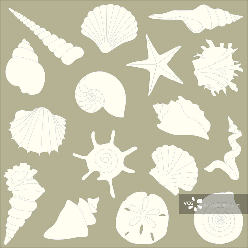 贝壳图片素材
