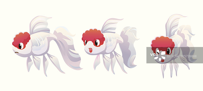 兰寿金鱼图片素材