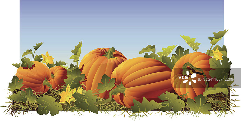 南瓜补丁图片素材