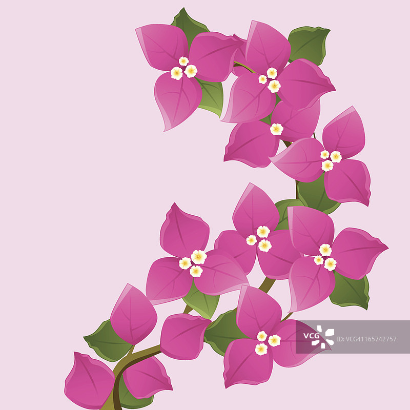 紫色三角梅花枝图片素材