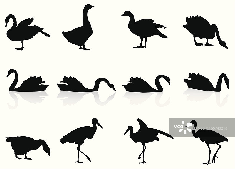 水与沼泽鸟类图片素材