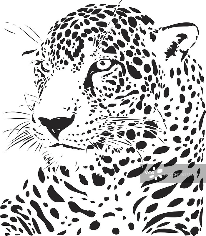 美洲虎黑白插画图片素材