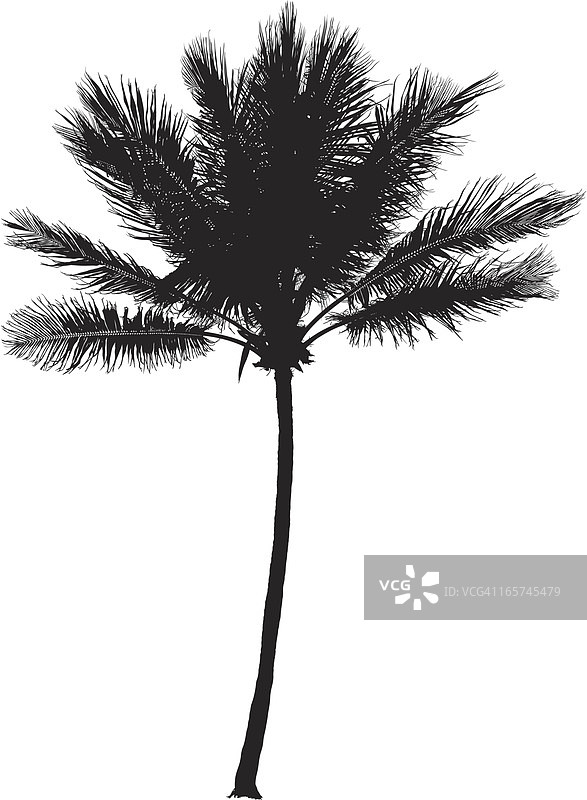 单棵棕榈树的特写图片素材