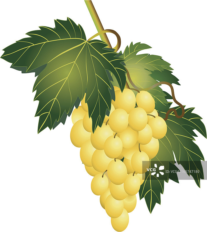一串绿色葡萄图片素材
