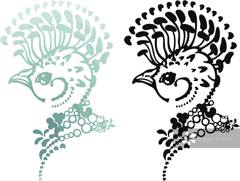 大隐蜂鸟图片素材