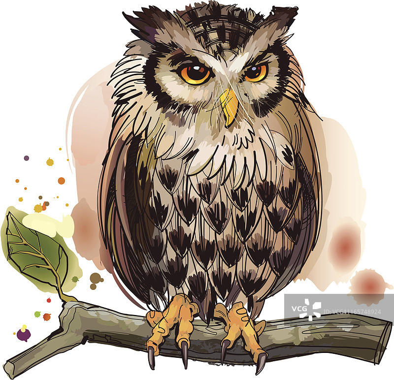 猫头鹰图片素材