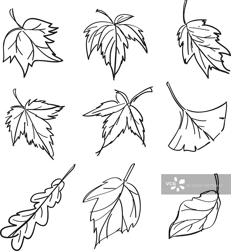 黑白树叶收集图片素材