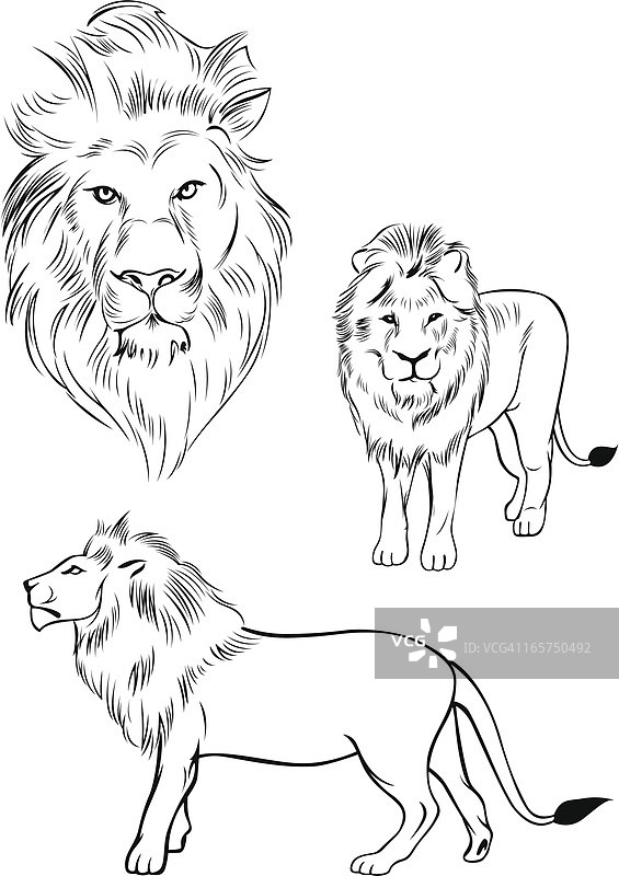 狮子插图图片素材