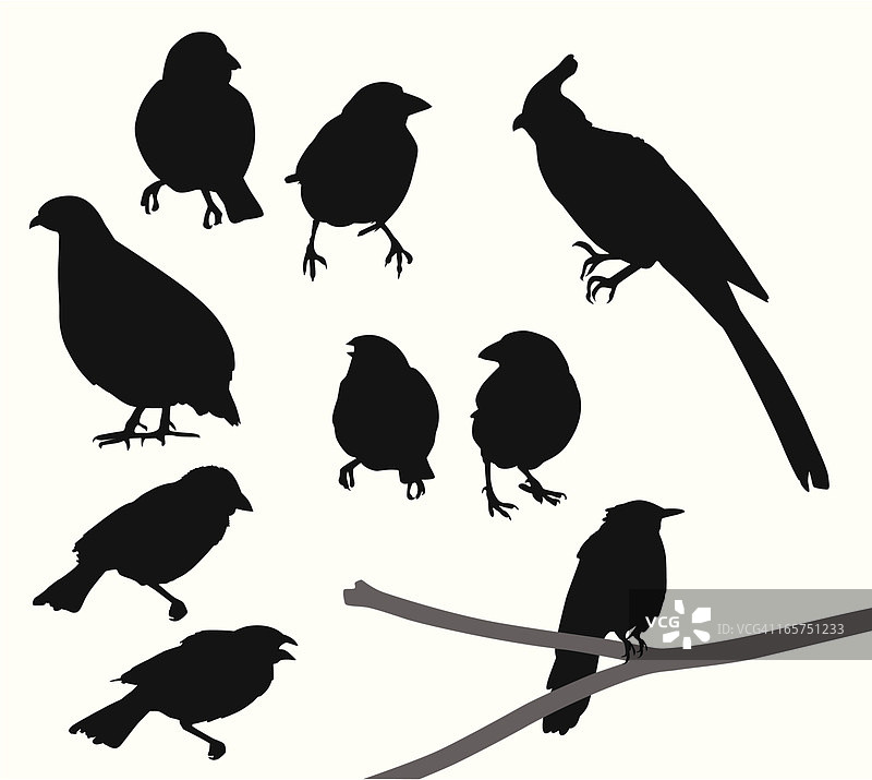 观鸟矢量剪影图片素材