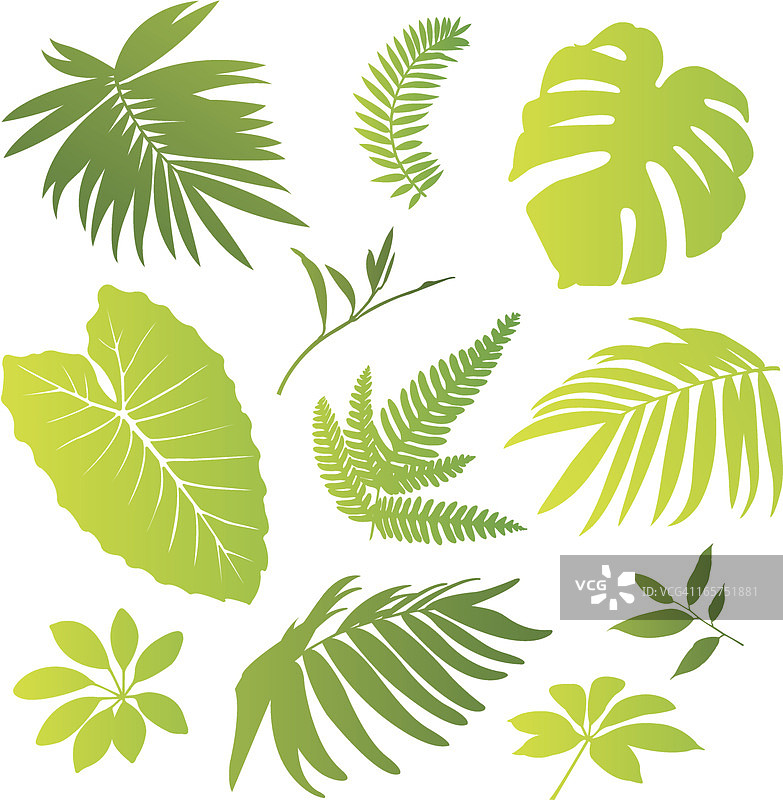 热带元素I图片素材